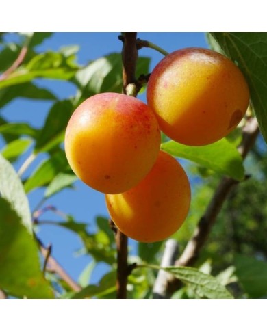 Prunes Mirabelle de Nancy (Helge Klaus Rieder / Wikimedia)