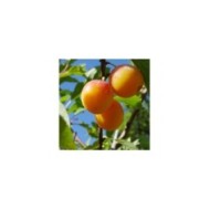 Prunes Mirabelle de Nancy (Helge Klaus Rieder / Wikimedia)
