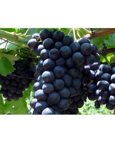 Grappe de raisin 'Alphonse Lavallée'