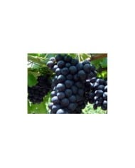 Grappe de raisin 'Alphonse Lavallée'