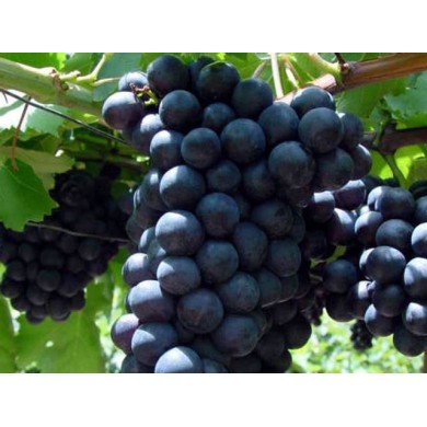 Grappe de raisin 'Alphonse Lavallée'