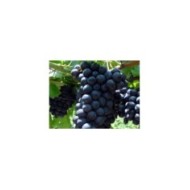 Grappe de raisin 'Alphonse Lavallée'
