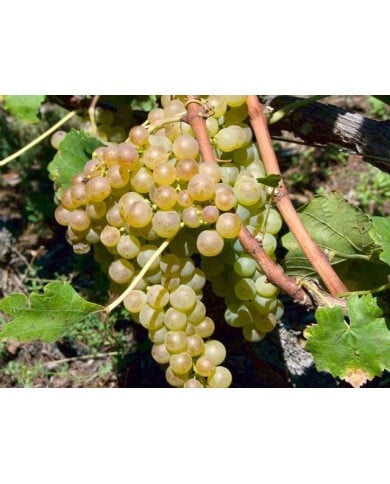 Grappe de chasselas doré