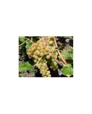 Grappe de chasselas doré