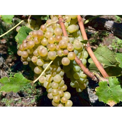 Grappe de chasselas doré