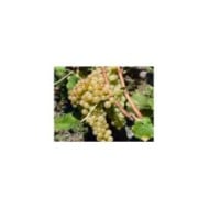 Grappe de chasselas doré