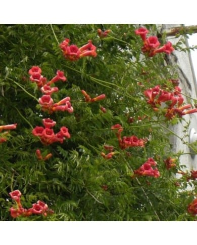 Bignone radicans