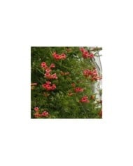 Bignone radicans