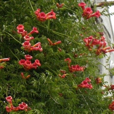 Bignone radicans
