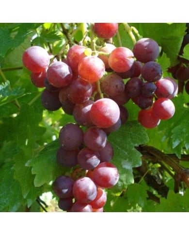 Grappe de raisin 'Cardinal'