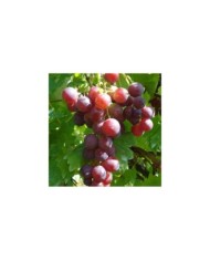Grappe de raisin 'Cardinal'