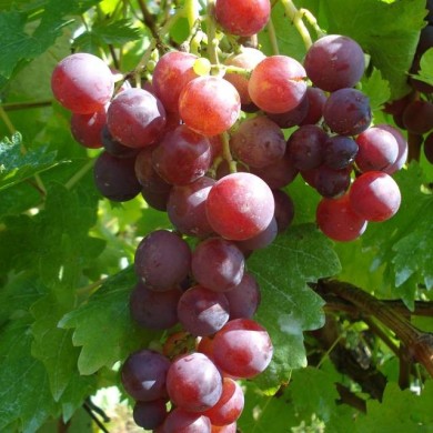Grappe de raisin 'Cardinal'