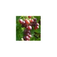 Grappe de raisin 'Cardinal'