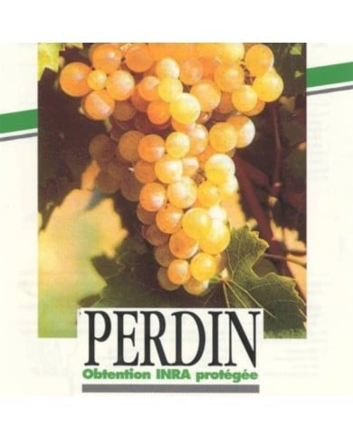 Vigne Ampelia 'Perdin'