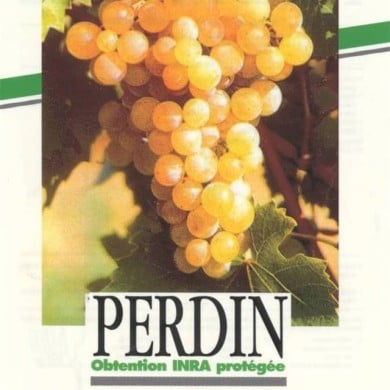 Vigne Ampelia 'Perdin'