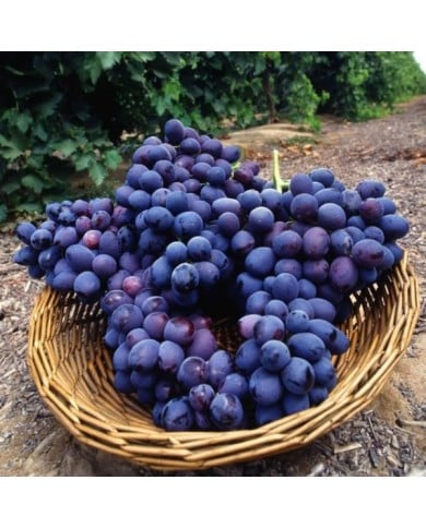 Vigne de table seedless 'Autumn Royal' (Bob Nichols - USDA ARS / Wikimedia)