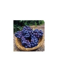 Vigne de table seedless 'Autumn Royal' (Bob Nichols - USDA ARS / Wikimedia)