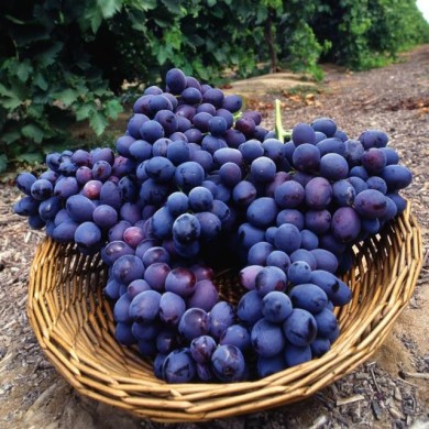 Vigne de table seedless 'Autumn Royal' (Bob Nichols - USDA ARS / Wikimedia)