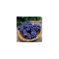 Vigne de table seedless 'Autumn Royal' (Bob Nichols - USDA ARS / Wikimedia)