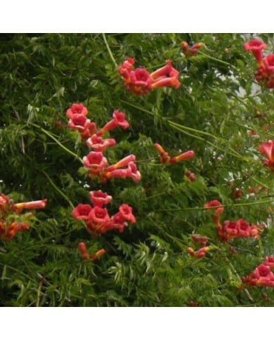 Bignone radicans