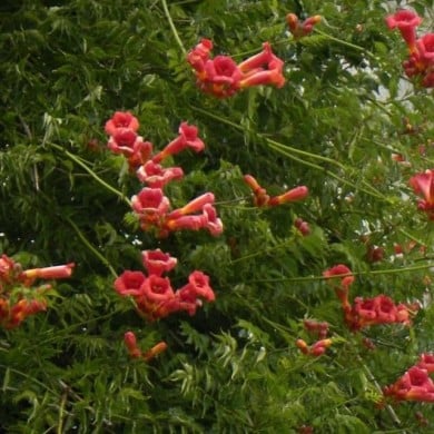 Bignone radicans