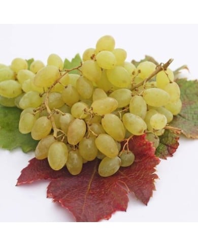 Vigne de table seedless 'Centennial' (helenedevun / Adobe Stock)