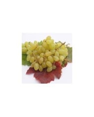 Vigne de table seedless 'Centennial' (helenedevun / Adobe Stock)