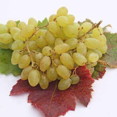 Vigne de table seedless 'Centennial' (helenedevun / Adobe Stock)