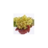 Vigne de table seedless 'Centennial' (helenedevun / Adobe Stock)