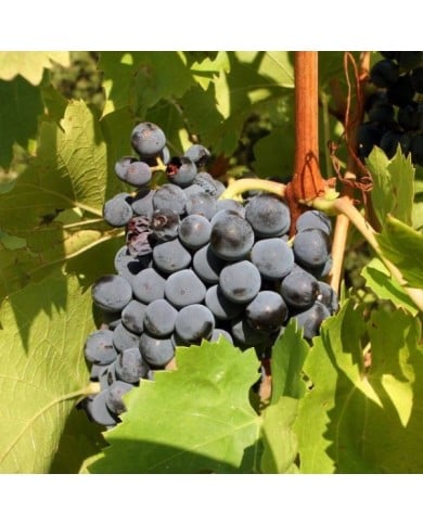 Grappe de Muscat de Hambourg (helenedevun / stock.adobe.com)