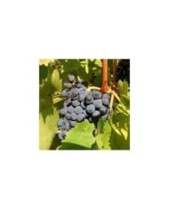 Grappe de Muscat de Hambourg (helenedevun / stock.adobe.com)
