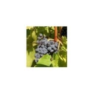 Grappe de Muscat de Hambourg (helenedevun / stock.adobe.com)