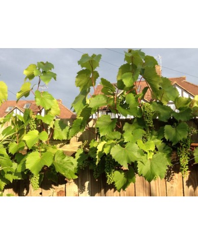 Muscat de Hambourg (treille)