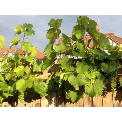 Muscat de Hambourg (treille)