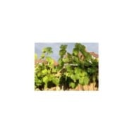 Muscat de Hambourg (treille)