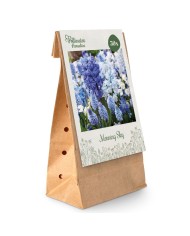 Paradis des Pollinisateurs- Ciel matinal - lot de 50 bulbes