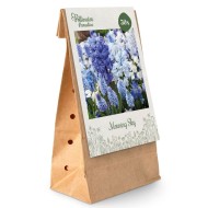 Paradis des Pollinisateurs- Ciel matinal - lot de 50 bulbes