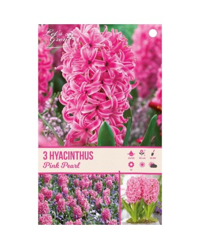 Jacinthe Pink Pearl - lot de 3 bulbes