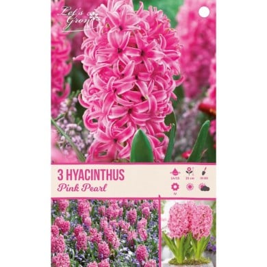 Jacinthe Pink Pearl - lot de 3 bulbes