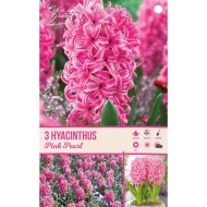 Jacinthe Pink Pearl - lot de 3 bulbes