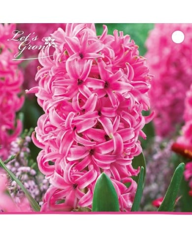 Jacinthe Pink Pearl - lot de 3 bulbes