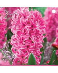 Jacinthe Pink Pearl - lot de 3 bulbes