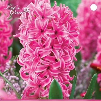 Jacinthe Pink Pearl - lot de 3 bulbes