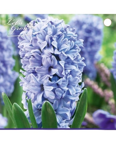 Jacinthe Delft Blue - lot de 3 bulbes