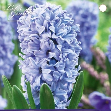 Jacinthe Delft Blue - lot de 3 bulbes