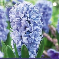 Jacinthe Delft Blue - lot de 3 bulbes