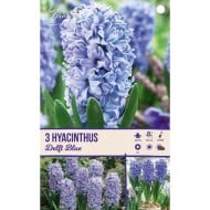 Jacinthe Delft Blue - lot de 3 bulbes
