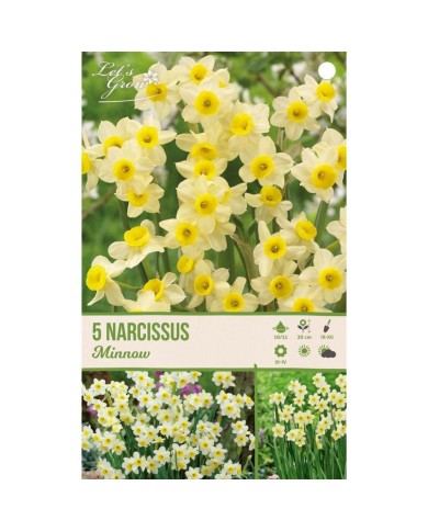 Narcisse Minnow - lot de 5 bulbes