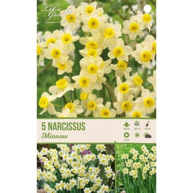 Narcisse Minnow - lot de 5 bulbes