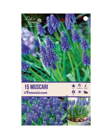 Muscari armeniacum - lot de 15 bulbes